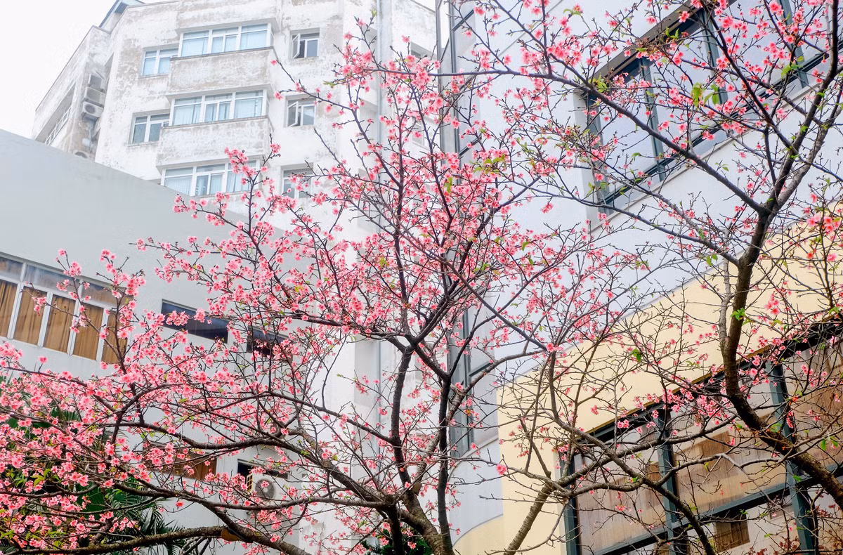 Được biết, những cây hoa ở số 14 Thụy Khuê là hoa anh đào Nhật Bản "chính hiệu". Những người làm việc ở khu vực này cho biết, 6 cây hoa nở tuyệt đẹp này nằm trong số 100 cây hoa anh đào mà nước bạn Nhật Bản tặng cho Việt Nam từ năm 1997, được trồng tại làng Việt Nhật - nay là làng hoa Thụy Khuê, Hà Nội.