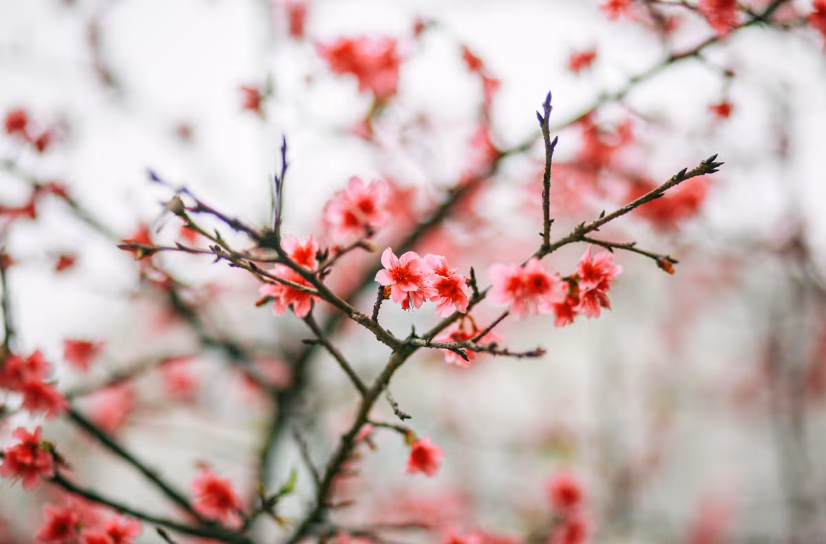 Tuy mỗi loài một vẻ nhưng hoa anh đào Nhật "chính hiệu" vẫn nổi bật hơn về cả màu sắc lẫn vẻ đẹp của cánh hoa, cành hoa so với " người họ hàng" hoa anh đào được trồng ở Sa Pa, Lào Cai.