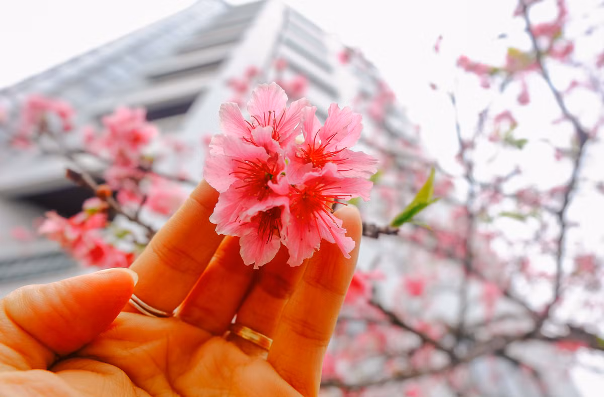 Nếu như ái ngại với không khí xô bồ, cảnh đông đúc ở những lễ hội hoa lớn thì địa chỉ 14 Thụy Khuê là một địa điểm ngắm hoa anh đào khá tuyệt vời cho các bạn trẻ ở Hà Nội.