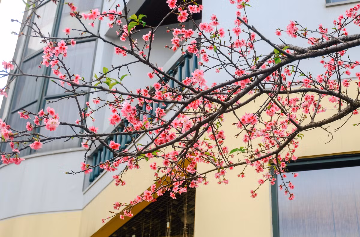 Cây hoa không quá cao lại nở rất nhiều hoa nên tạo ra sức quyến rũ, vẻ đẹp ở mọi góc nhìn: trên - dưới, xa - gần... Nhiều bạn trẻ vì quá yêu thích nên đã gọi nơi đây là "khoảng sân thần tiên".