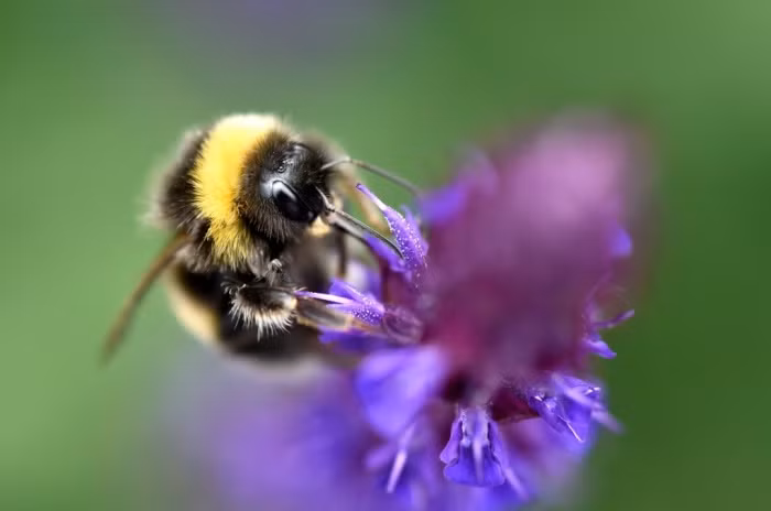 Ong mật hút phấn hoa dại trong công viên Ruskin ở London, Anh.