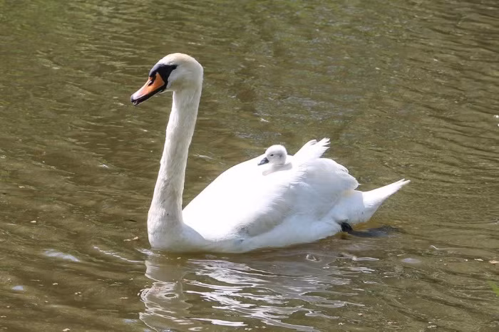 Thiên nga con cưỡi trên lưng mẹ dưới sông Berounka gần ngôi làng Cernosice, Prague, CH Czech.