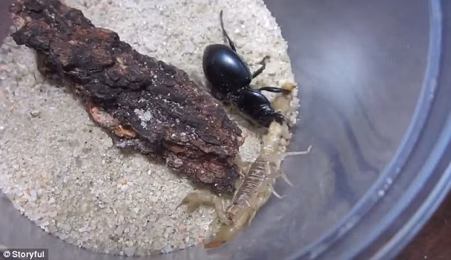 Cuoc chien kinh hoang giua bo canh cung va bo cap-Hinh-2