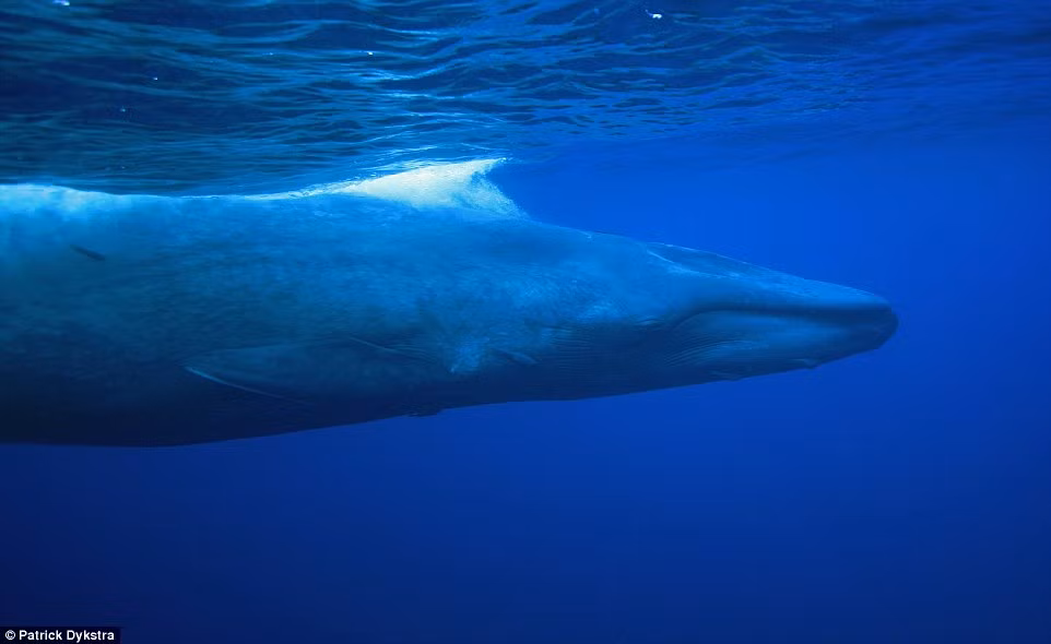 Nhiếp ảnh gia Patrick Dykstra sử dụng camera dưới nước chuyên dụng Go Pro để ghi lại những khoảng khắc tuyệt đẹp này.