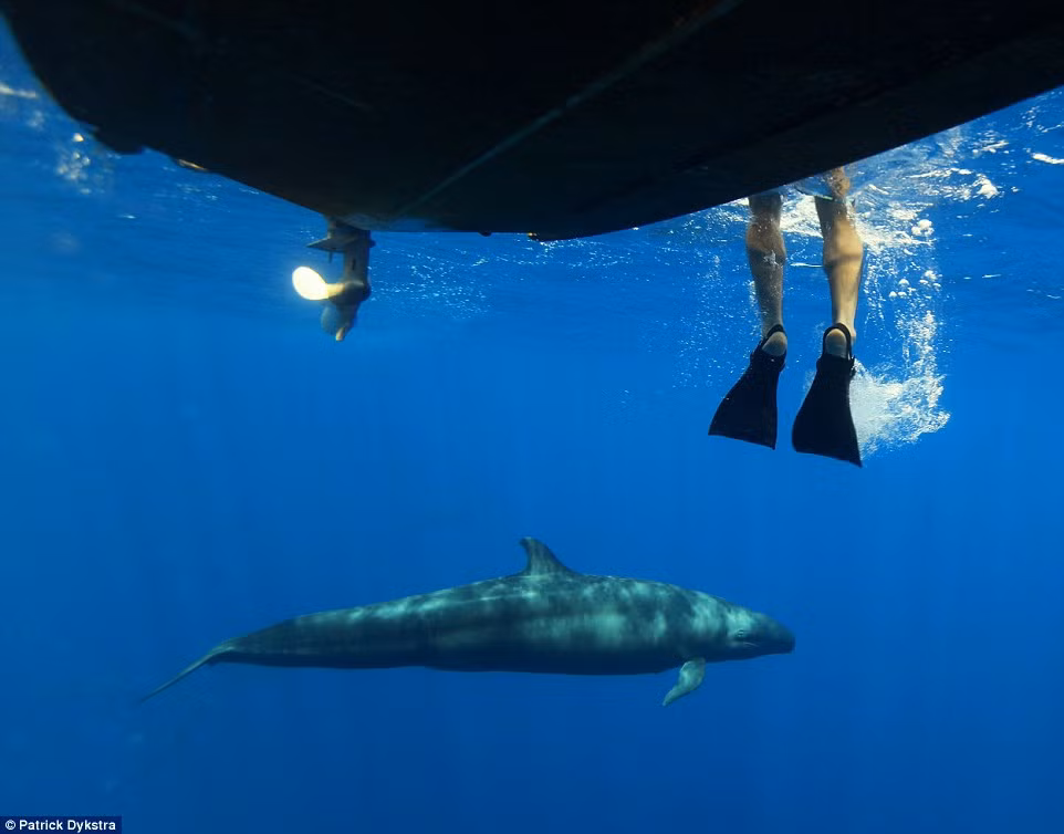 Để được bơi cùng cá voi xanh ở ngoài khơi Sri Lanka, mỗi du khách sẽ phải bỏ ra ít nhất 7.500 USD.