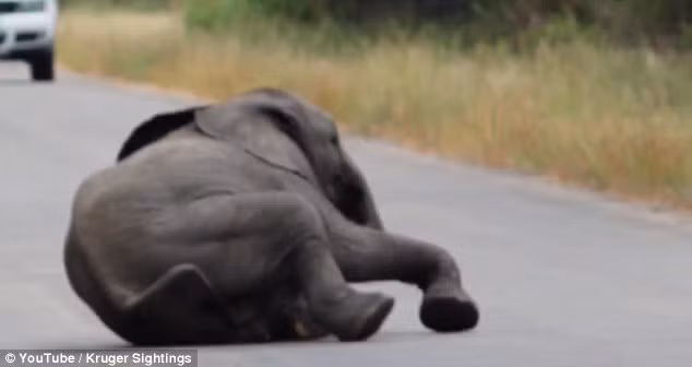 Dù cố gắng gượng dậy nhưng không thể, nên con vật đành nằm lại ở giữa đường.