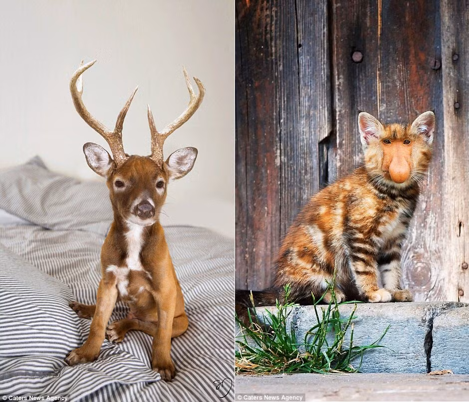 Nghệ sĩ người Mỹ cho biết cô phải mất bốn giờ để hoàn thành một bức ảnh như thế này. Cô phải sử dụng 20 lớp chồng lên nhau để tạo ta một bức ảnh ghép trông như thật.