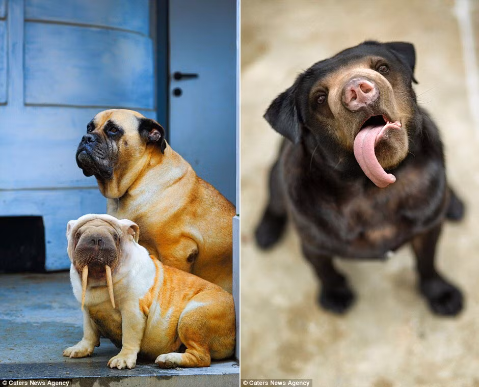 Chú chó có răng nanh như hải mã (trái), chó đầu gấu (phải). Những quái vật này chỉ có thể xuất hiện trong giấc mơ của bạn.