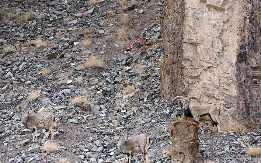 Báo tuyết theo dõi con mồi trên sườn dãy núi Himalaya ở Ấn Độ.