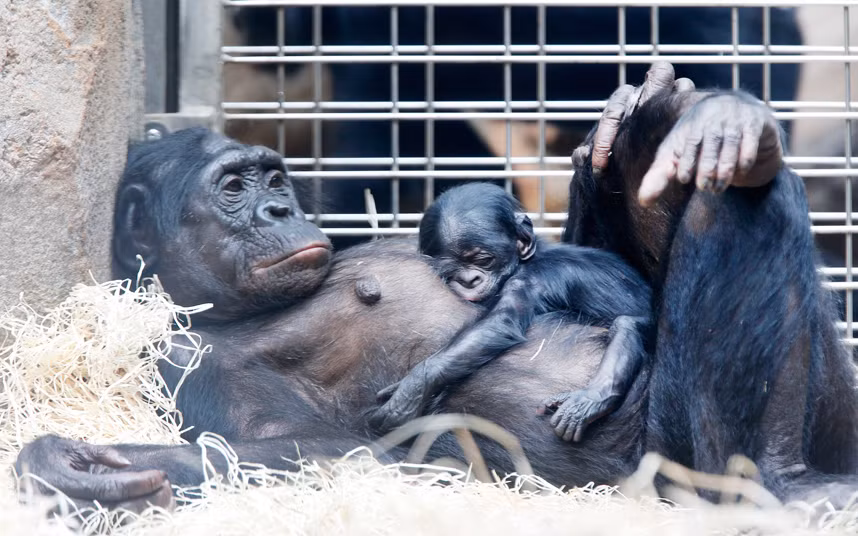 Tinh tinh con nằm ngủ trên bụng mẹ trong vườn thú Frankfurt, Đức.