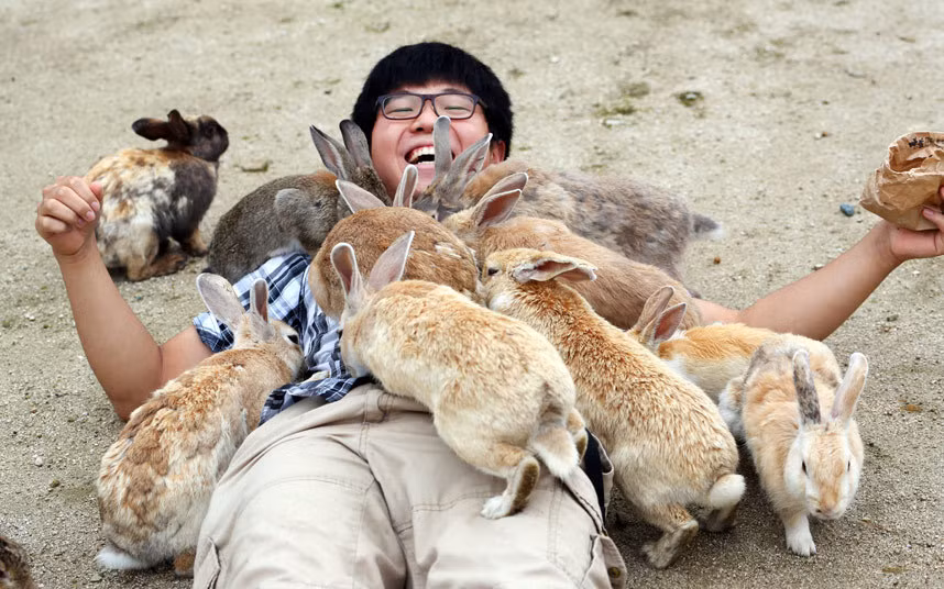 Du khách thích thú chơi đùa với thỏ trên đảo Okunoshima, Nhật Bản.