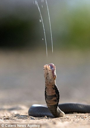 Như một cách tự vệ khi gặp nguy hiểm, con rắn hổ mang đã phóng dịch độc chết người hướng về ống kính máy ảnh.