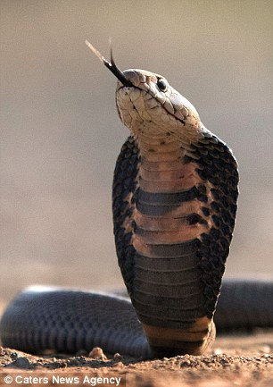 Phát hiện bị chụp hình, con rắn hổ mang bắt đầu thè lưỡi chuẩn bị phun độc tấn công nhiếp ảnh gia Nysschens.