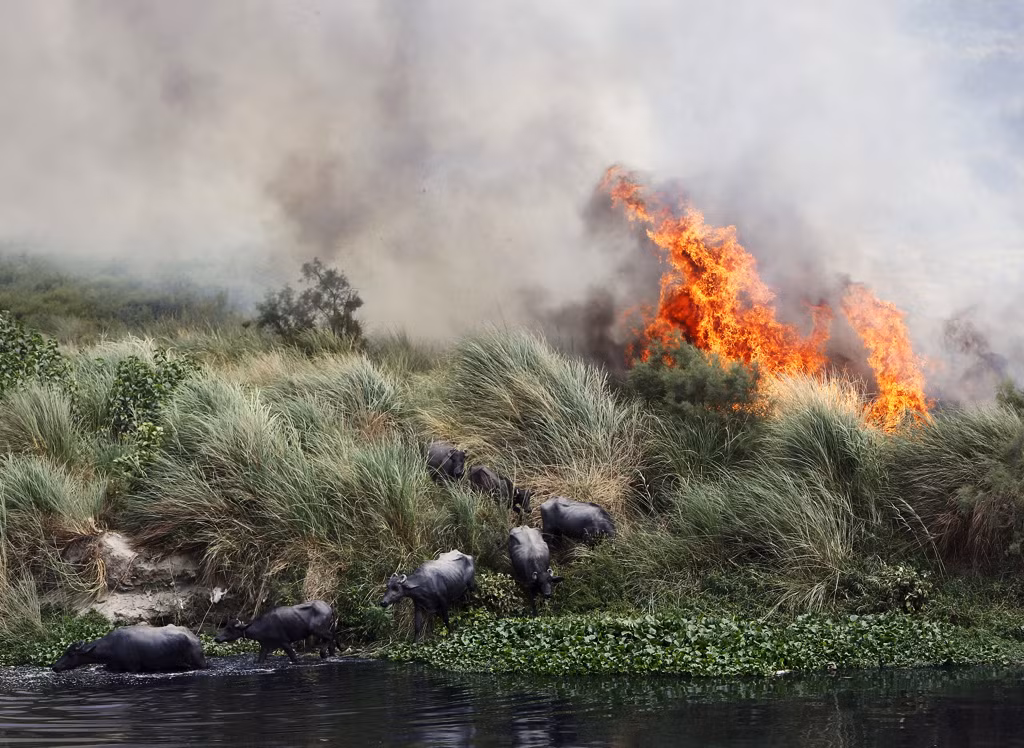 Đàn trâu lao xuống nước sau khi đám cháy bùng phát trên bờ sông Yamuna ở New Delhi, Ấn Độ.