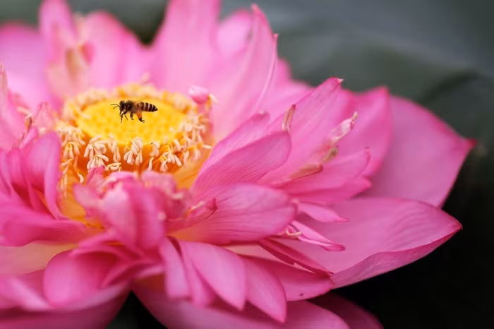 Ong bay trên một bông hoa sen dưới hồ ở Hà Nội, Việt Nam. Hoa sen chỉ nở vào mùa hè và được lựa chọn là quốc hoa của Việt Nam.