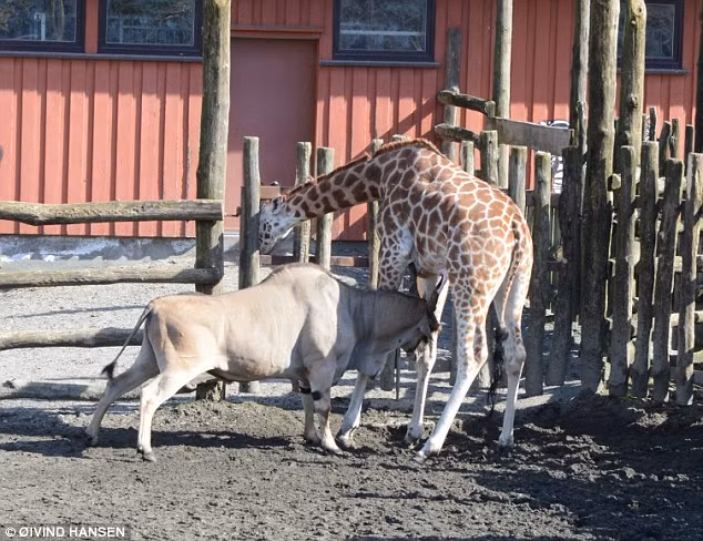 Linh duong hung hang huc chet huou cao co