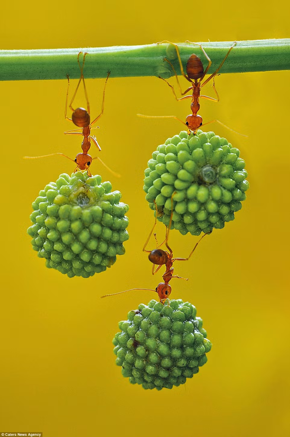 Kiến thậm chí có thể hình thành cấu trúc 3 lớp như thế này để vận chuyển hạt hiệu quả hơn.