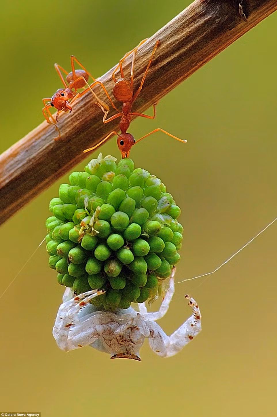 Hai chú kiến hợp sức vận chuyển hạt có một con nhện trắng bám phía dưới.