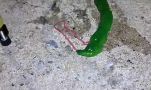 Chết khiếp với sinh vật kỳ dị màu xanh ở Đài Loan Chet khiep voi sinh vat ky di mau xanh o Dai Loan