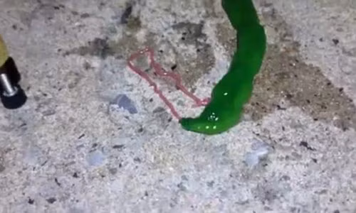 Chet khiep voi sinh vat ky di mau xanh o Dai Loan