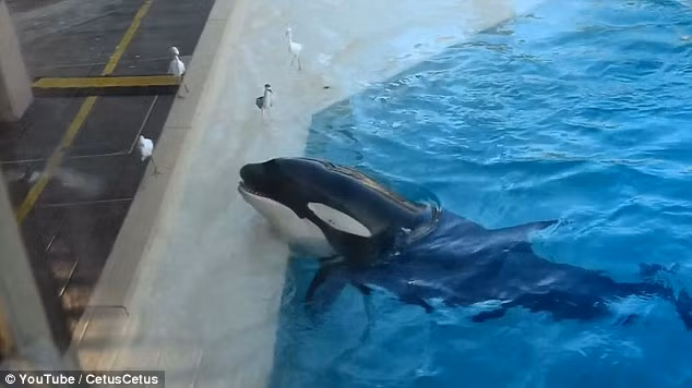  Cá heo sát thủ rất muốn săn những con chim đậu trên thành bể, nhưng chúng tỏ ra rất cảnh giác khi thấy cá heo bơi đến gần.