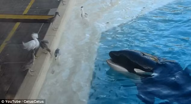 Cá heo sau đó đã nghĩ ra cách ợ từ miệng một con cá nhỏ ở gần mép bể để làm mồi nhử những con chim tới gần. Khi một con chim xám định tới bắt con cá nhỏ, cá heo ngay lập tức lao khỏi mặt nước để đớp con mồi.