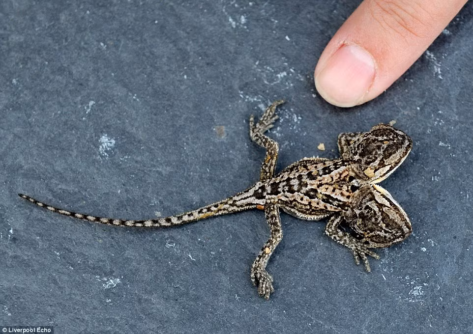 "Quái vật" hai đầu được đặt tên là Olaf theo tên nhân vật trong một bộ phim hoạt hình của Disney.