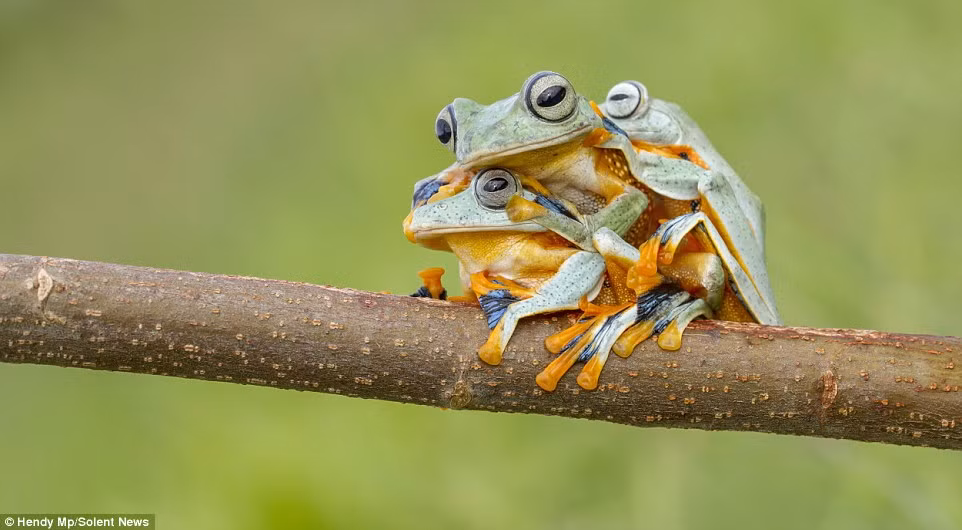 Loài ếch bay ở Kalimantan Barat, Indonesia, còn được gọi bằng những tên khác như ếch cây màng chân đen hay ếch xanh bay.