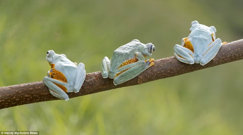 Ếch bay thường có màu xanh nhạt hoặc xanh đậm trên lưng.