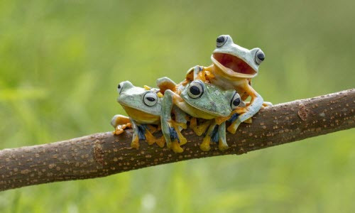 Bộ ba con ếch bay này tỏ ra rất phấn khích trước ống kính của nhiếp ảnh gia Hendy Mp.