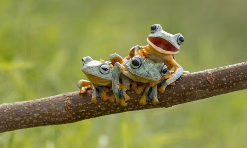 Bộ ba con ếch bay này tỏ ra rất phấn khích trước ống kính của nhiếp ảnh gia Hendy Mp.