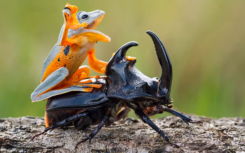 Ếch bay cưỡi trên lưng một con bọ cánh cứng. Cảnh tượng được ghi lại bởi nhiếp ảnh gia Hendy Mp ở Sambas, Indonesia.