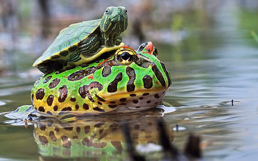 Rùa con cưỡi trên lưng ếch bò trong một khu rừng ở Batam, Indonesia.