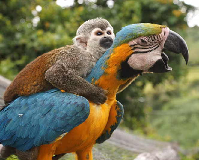 Khỉ lười cưỡi trên lưng vẹt đuôi dài ở San Agustin, Colombia.