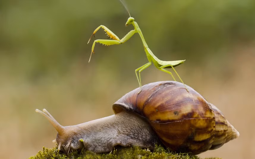 Bọ ngựa cưỡi trên lưng ốc sên để tránh lớp rêu ẩm ướt phía dưới.