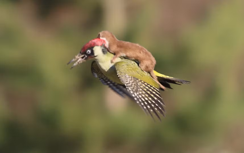 Bức ảnh đáng kinh ngạc được chụp bởi nhiếp ảnh gia người Anh Martin Le-May, cho thấy hình ảnh khó tin một con chồn cưỡi trên lưng một con chim gõ kiến.