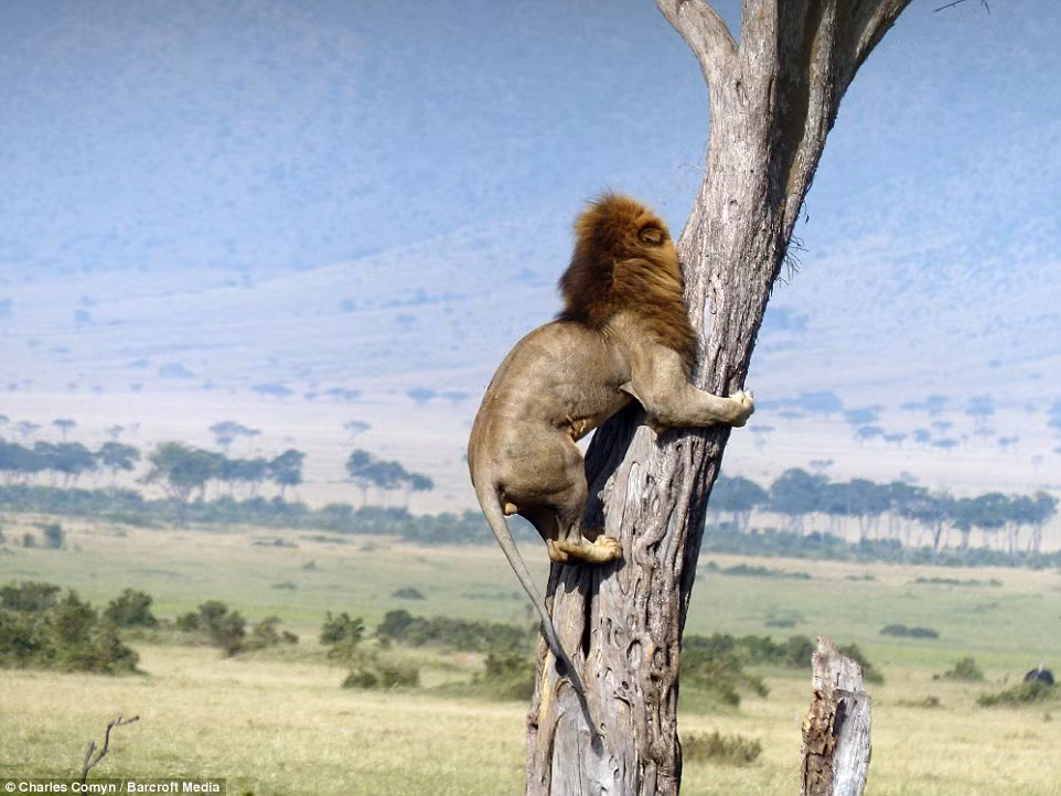 Chú sư tử tỏ ra khá sợ hãi và ôm chặt thân cây không dám xuống. Người xem không còn thấy đâu vẻ uy dũng của chúa sơn lâm.