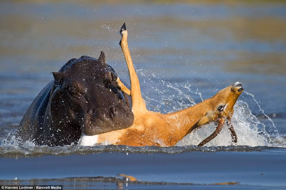 Tưởng chừng linh dương đã trở thành bữa trưa ngon lành của con hà mã sau khi nó dính đòn tấn công của kẻ săn mồi khổng lồ.
