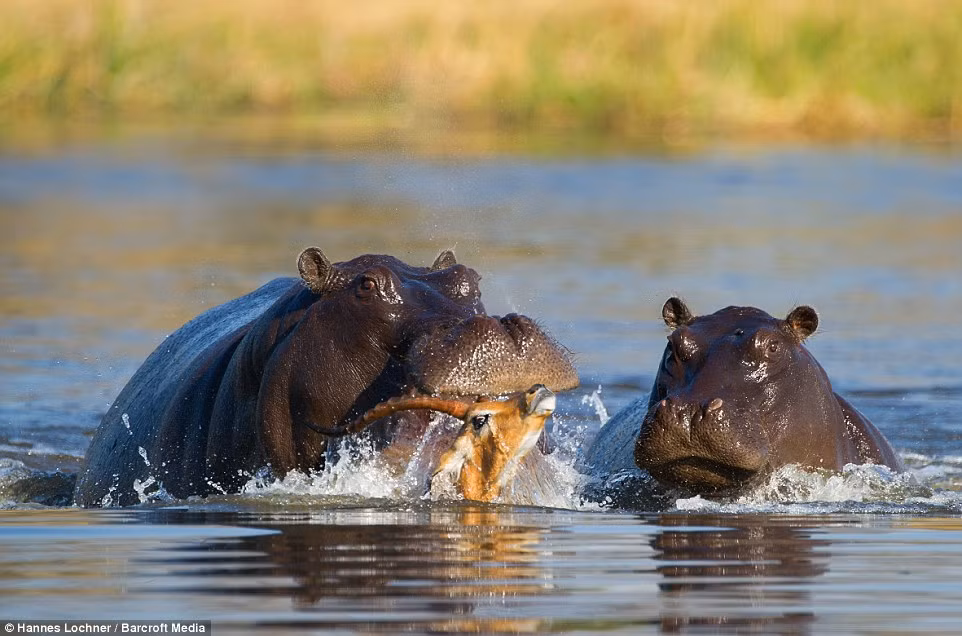 Linh dương vùng vẫy để công gắng thoát thân.