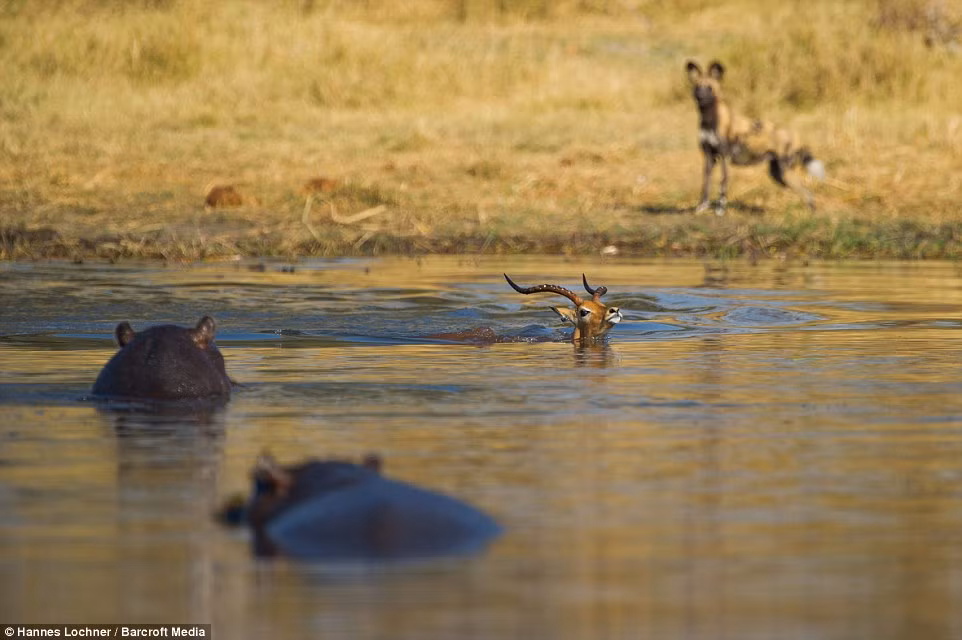 Linh dương cố gắng bơi ra xa bờ để tránh nguy hiểm, nhưng không chú ý tới hai con hà mã đang nằm chờ nó.