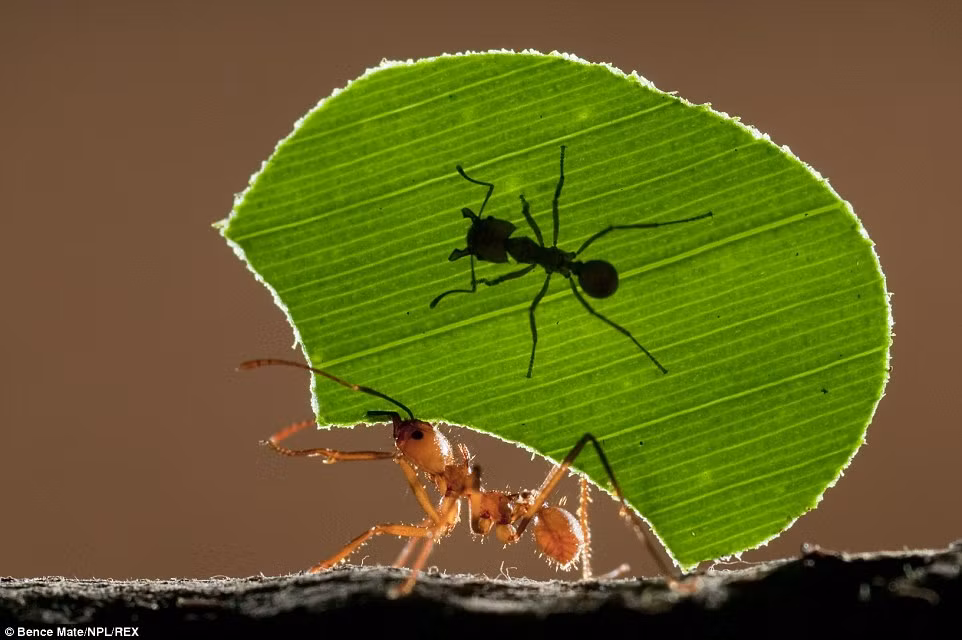  Bence Mate còn "chộp" được những hình ảnh sống động về các loài động vật khác. Trong ảnh, kiến cá cõng theo mảnh lá cây và một con kiến nhỏ ở Costa Rica. 
