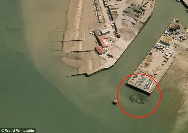 Cua khổng lồ được phát hiện 8 tháng sau khi một bức ảnh chụp tại cảng Whitstable ở Kent (Anh) cho thấy dường như một con của khổng lồ với chiều rộng cơ thể tới 15m nằm cạnh bến cảng.