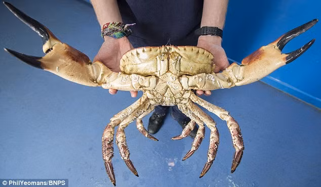 Con cua khổng lồ này được đặt cho biệt danh là Popeye bởi vì nó cặp càng chắc khỏe được sử dụng để xé con mồi và có thể dễ dàng biến dạng cơ thể con người.