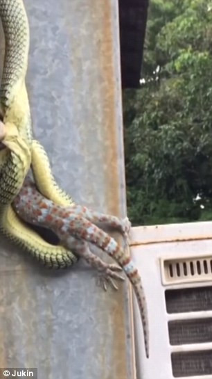 Trong khi tới nơi làm việc, một người qua đường đã phát hiện và ghi lại cuộc chiến kịch liệt giữa rắn và tắc kè trên tường một tòa nhà.