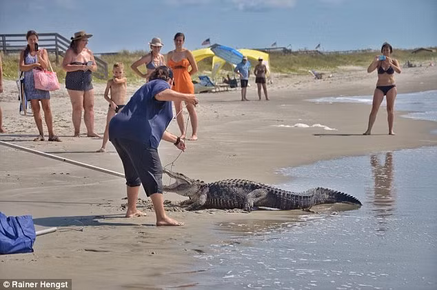 Một thành viên của nhóm bẫy động vật dùng dây để buộc chặt mõm cá sấu trước khi chuyển nó đi nơi khác.