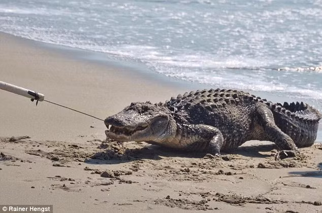 Cá sấu vùng vẫy sau khi được kéo lên bãi cát.