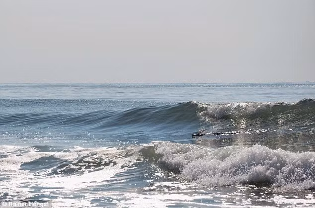 Con cá sấu lảng vảng cách bãi biển khoảng 1 km.