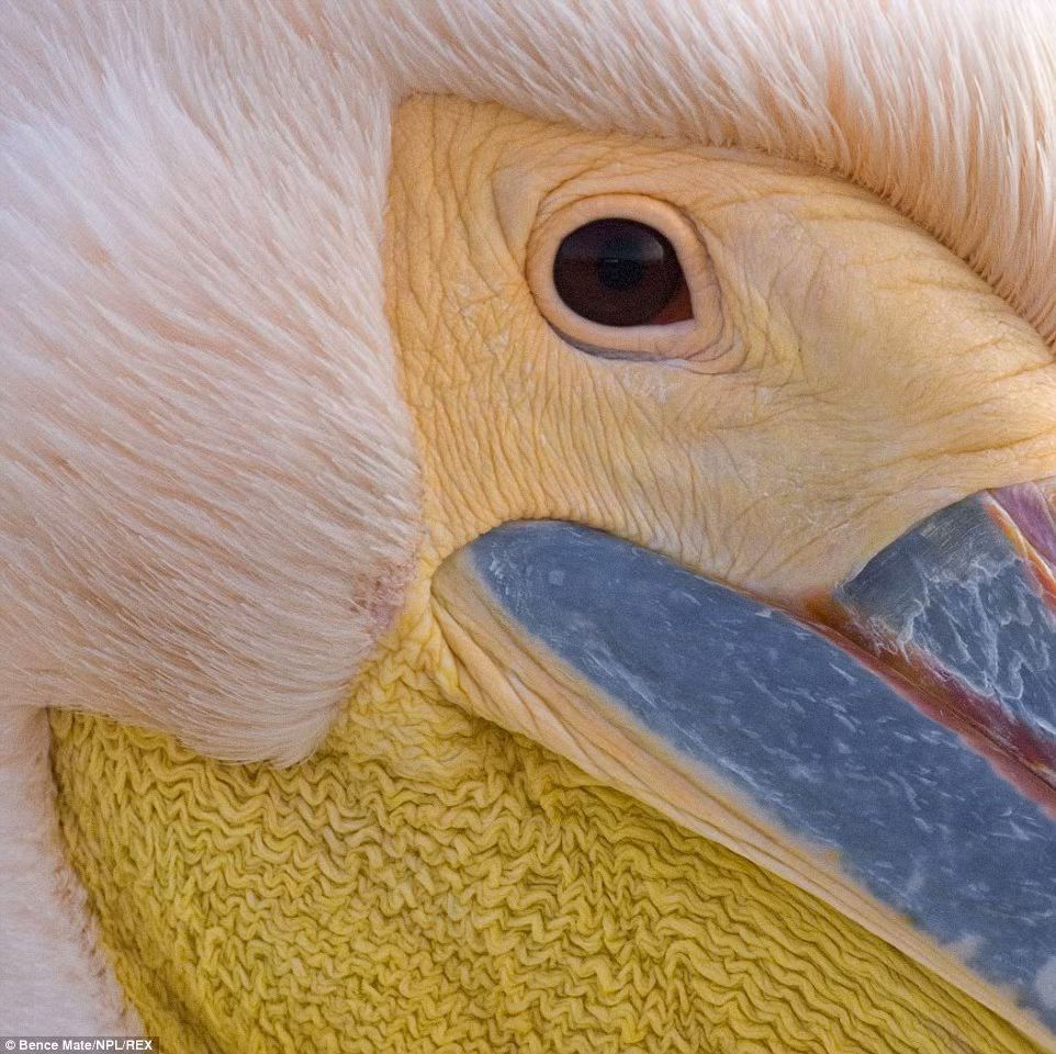  Cận cạnh một con bồ nông trắng ở vùng đồng bằng Danube, đông Romania. 