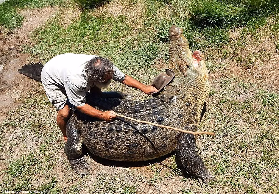 Mặc dù đã 65 tuổi, nhưng ông Bredl chưa có ý định từ bỏ sở thích cưỡi cá sấu khổng lồ.