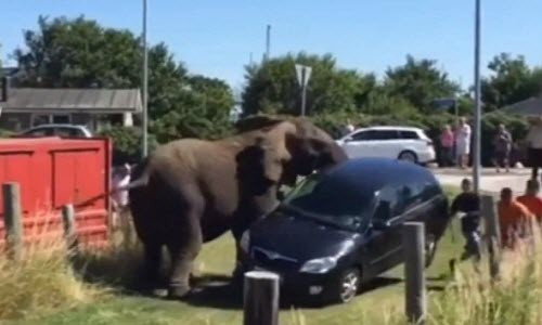 Kinh hai voi tan cong xe va du khach ngoai rap xiec